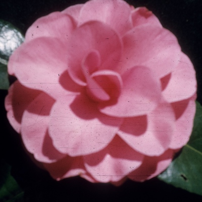 Paris Pink